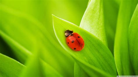 Wallpaper Nature Grass Insect Green Yellow Ladybugs Beetle