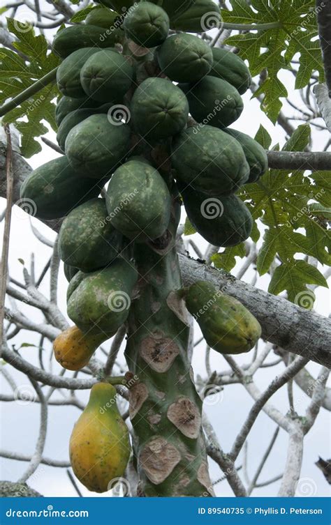 Papayas Growing On A Tree In Onomea Bay Hawaii Usa Stock Image