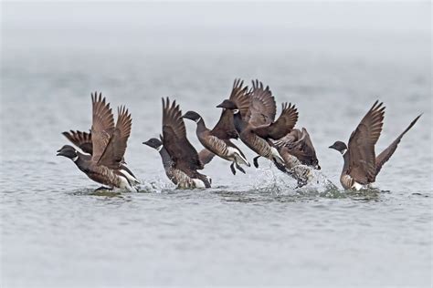 Brant Goose Migration