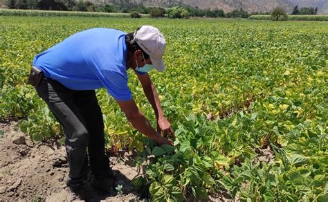 Comunas De Mar A Pinto Y Curacav Son Declaradas Zona De Emergencia