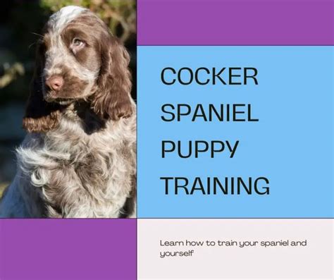 How To Train A Working Cocker Spaniel Puppy Cocker Spaniel Training