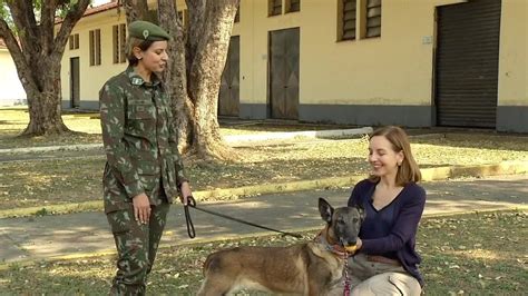 Programão Mostra O Treinamento De Cães Farejadores Na Região