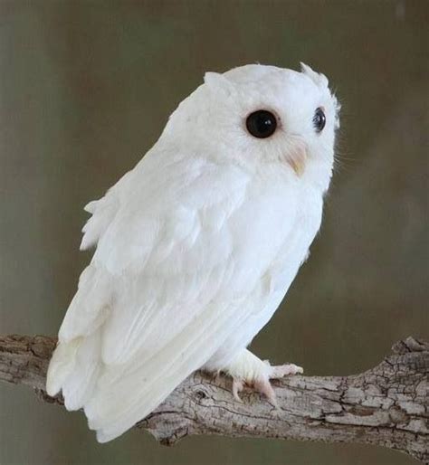 White Baby Owl My Owls Pinterest