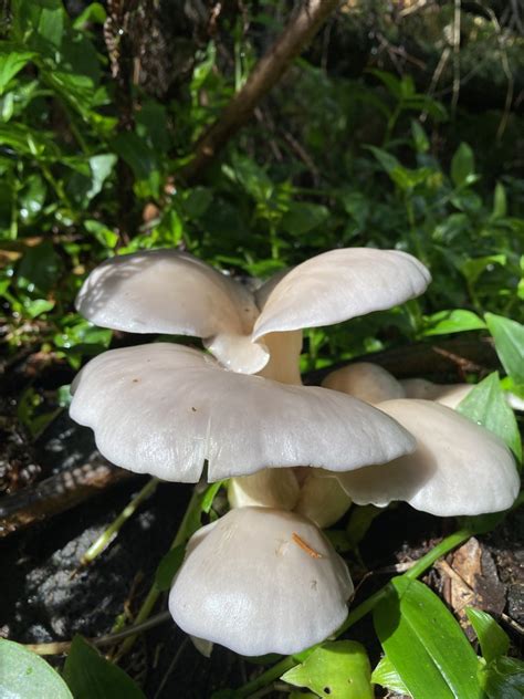 Ghost Fungus From Sassafras Creek Nature Conservation Reserve Kallista