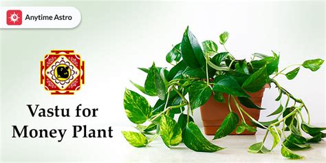 Vastu For Money Plant Types Directions Benefits And Dos And Donts