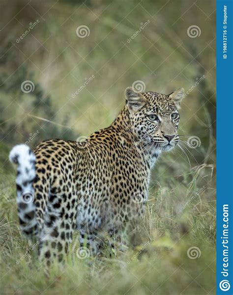 Leopard In Green Vegetation Hidden Sri Lankan Leopard Panthera Pardus