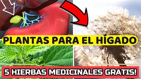 5 Plantas Para Curar El HIGADO Graso Medicina Natural YouTube