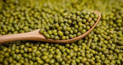 Green Mung Beans Whole Fresh 100 Organic 1st From Holy Land Healthy