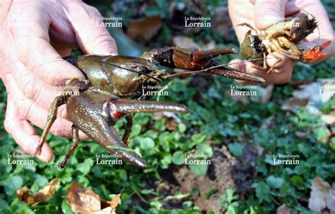 Région La peste décime les écrevisses de Lorraine