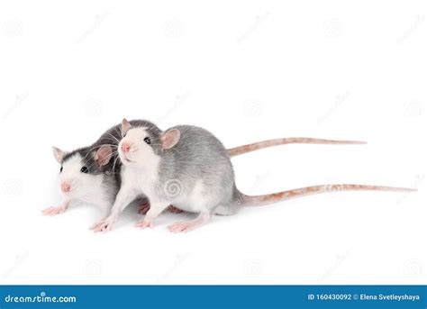 Two Young Gray Rats Isolated On White Background Rodent Pets