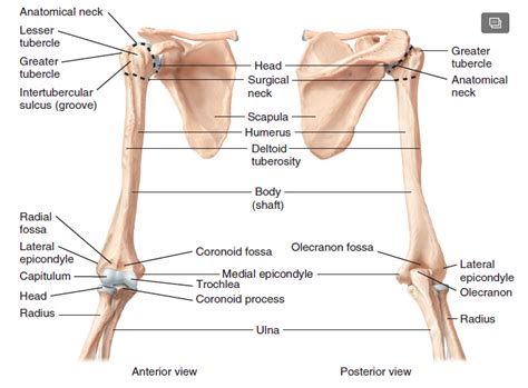 Figure 10 3 Right Humerus Diagram Quizlet