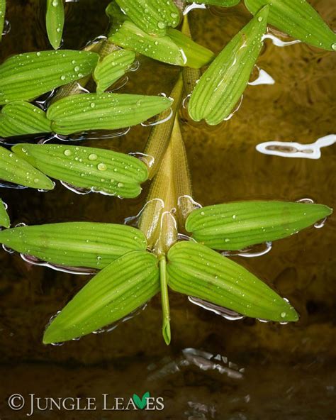 Hygroryza Aristata Asien Watergrass 499€ Jungle Leaves