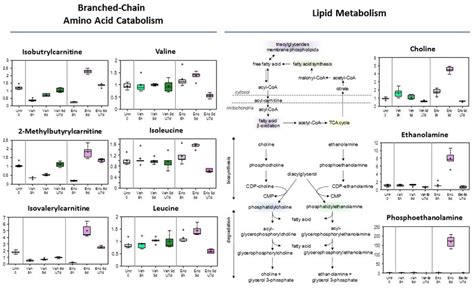 Branched Chain Amino Acid Catabolism And Lipid Metabolism