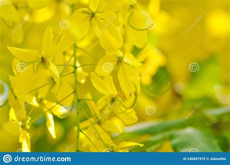 Cassia Fistula Leguminosae Caesalpinioideae Or Pudding Pine Or Indian