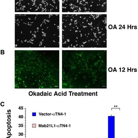 Analysis Of Okadaic Acid Oa Induced Apoptosis Of Vector Tn