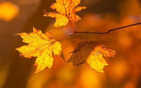 Autumn Leaves In Tree Wallpaper K Hd Id