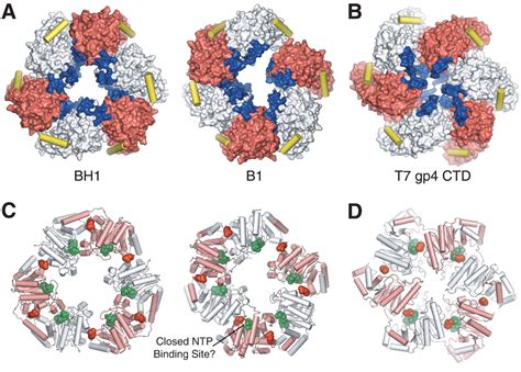 Structure Of Hexameric Dnab Helicase And Its Complex With A Domain Of Dnag Primase Science