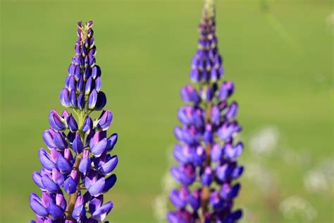 62 Purple Flower Types With Pictures Flower Glossary