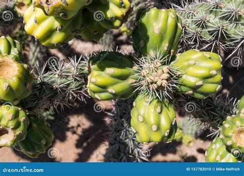 Clusters Of Southwest Desert Cholla Cactus Fruit Stock Photo Image Of