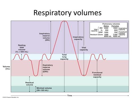 PPT Chapter 21 The Respiratory System PowerPoint Presentation Free