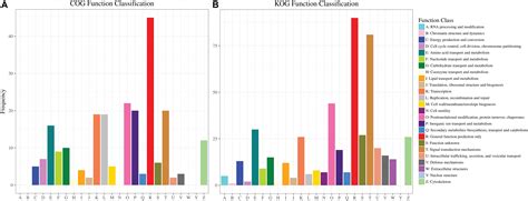 Albinism Genetics Chart