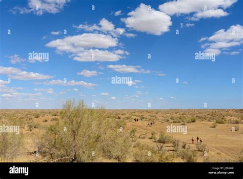 Uzbekistan Nurota Tumani Camelsafari In The Kizilkum Desert Stock