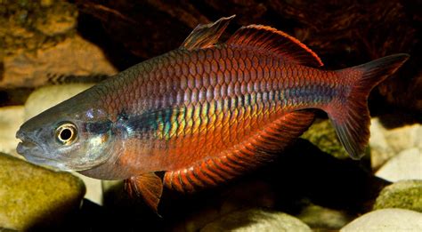 Klasio Creek Rainbowfish Melanotaenia Klasioensis Shop Imperial