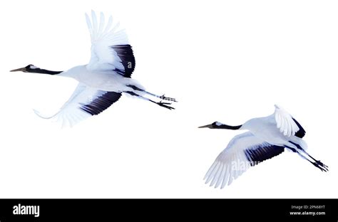 Two Red Crowned Cranes Spread Their Wings And Soar In The Sky Photos