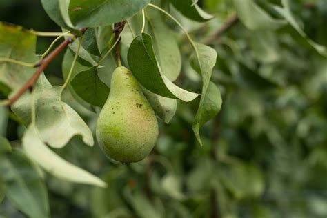 Growing Pears From Seed Garden Season Growing Guide