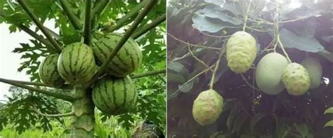 11 Penampakan Pohon Dan Buah Yang Nggak Sesuai Bikin Bingung Lihatnya