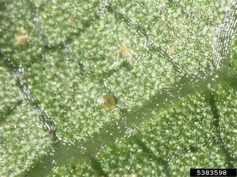 Date Palm Spider Mite Oligonychus Calicicola