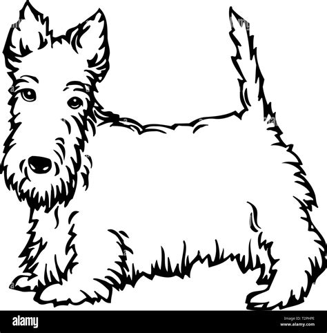 Scottish Terrier Illustration Stock Vector Image And Art Alamy