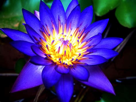 Blue Lotus Ceremony, w/ Lindsay Liana Sophia - Plants enChant