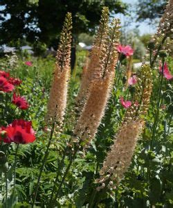 Eremurus Ruiter Hybride Romance Steppenkerze Winterharte Stauden