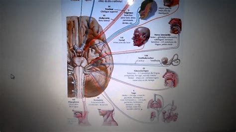 Nervos Cranianos Vicente Bessa Youtube