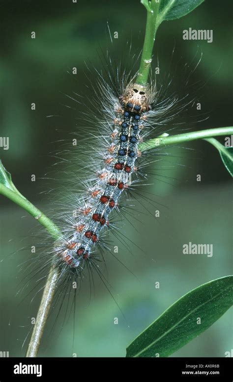 Moth Warning Colours Hi Res Stock Photography And Images Alamy