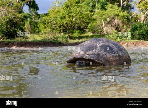 La tortuga más grande del mundo Tortuga gigante de Galápagos