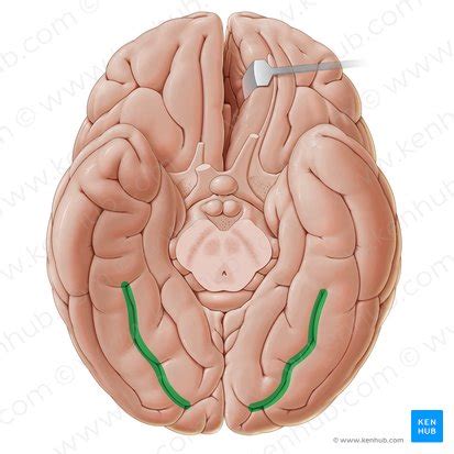 Fusiform gyrus: Anatomy and function | Kenhub