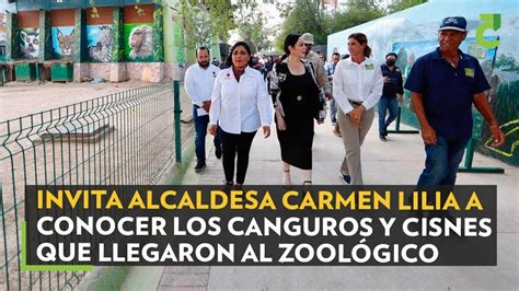 Invita Alcaldesa Carmen Lilia A Conocer Los Canguros Y Cisnes Que