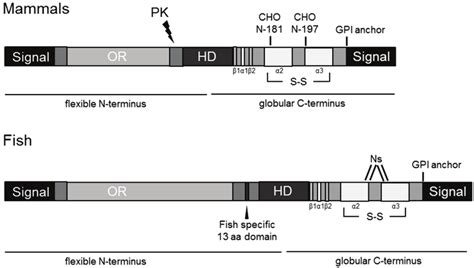 Conserved Structural Domains In Piscine And Mammalian Prion Proteins