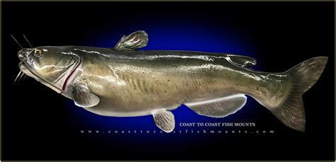 Channel Catfish Fish Mounts & Replicas by Coast-to-Coast Fish Mounts