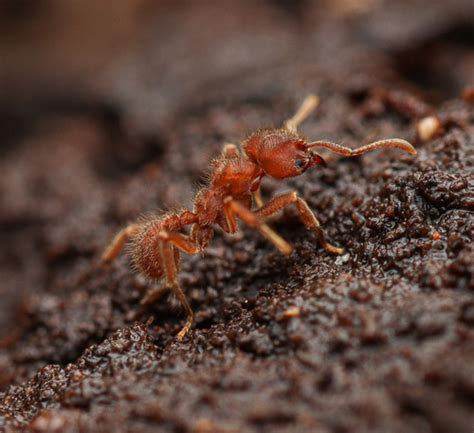 Genus Sericomyrmex · iNaturalist United Kingdom