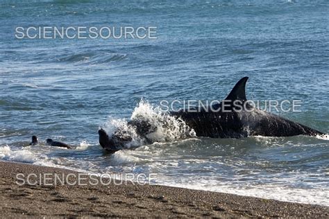 Killer Whale hunting | Stock Image - Science Source Images