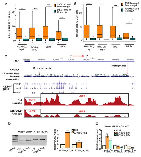 SRSF3 Favors Binding Proximal PA Sites And Modulates APA At