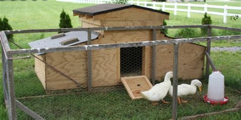 Building A Duck Coop For