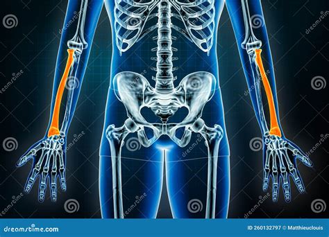 Human Forearm Skeleton Anatomy Vector Cartoondealer