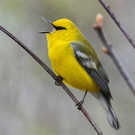 Blue Winged Warbler In Concord Massachusetts Intobirds