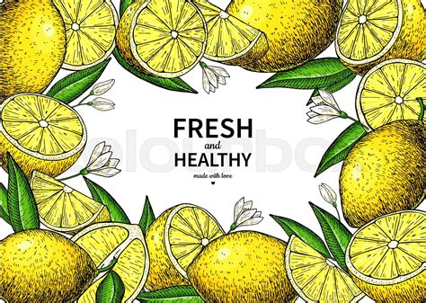 Lemon Label Vector Drawing Citrus Fruit Frame Template Stock Vector