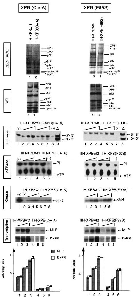 Mutations In The XPB Subunit Differentially Impede TFIIH Transcription