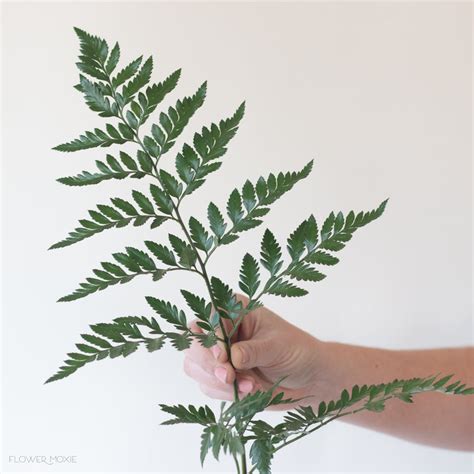 Leatherleaf Fern Greenery | DIY Wedding Flowers | Flower Moxie